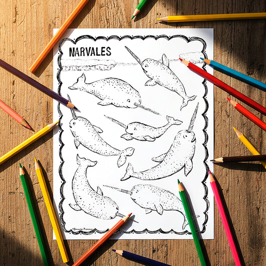 Narvales (Narwhals) - Coloring Sheet